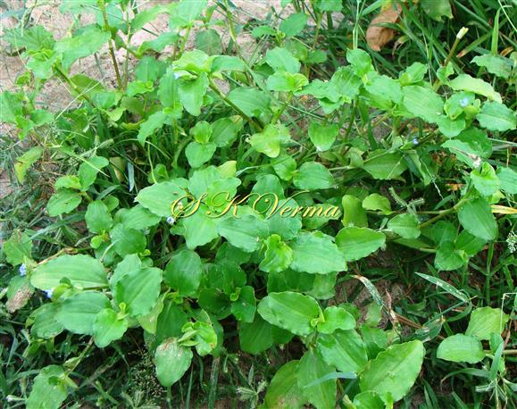  Plants